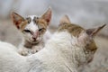 Vagrant sick cats. Homeless wild cats on dirty street in AsiaÃÂ 